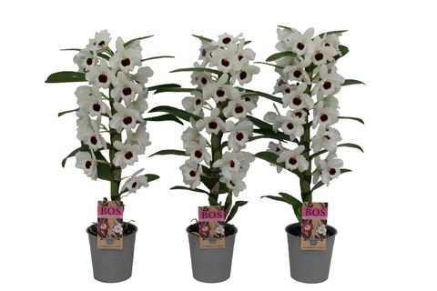 Dendrobium nobile CLASSIC SNOW LOVE