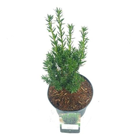 Taxus x media 'Hillii'