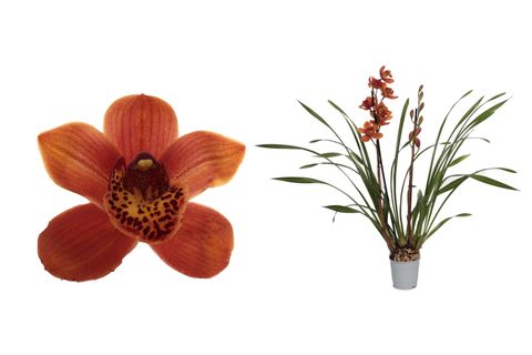 Cymbidium MAJOLICA