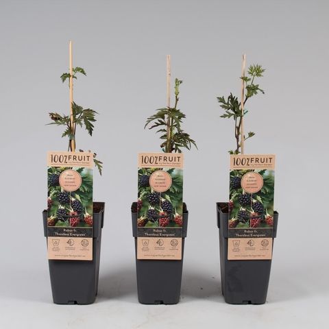 Rubus fruticosus 'Торнлесс Эвергрин'