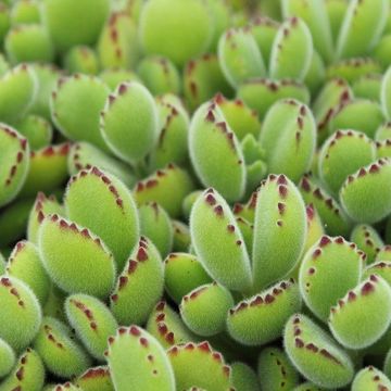 Cotyledon tomentosa ladismithiensis