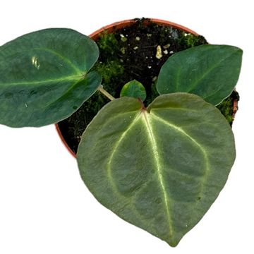 Anthurium besseae x forgetii