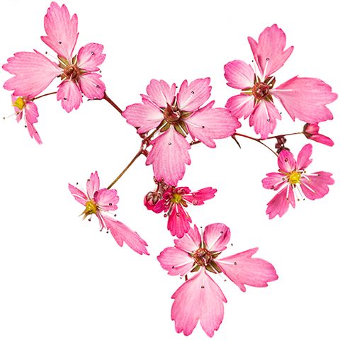 Saxifraga cortusifolia DANCING PIXIES TONI