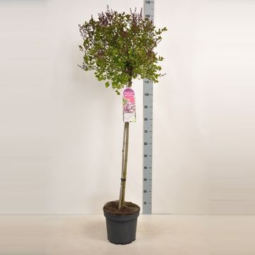 Syringa meyeri 'Palibin'