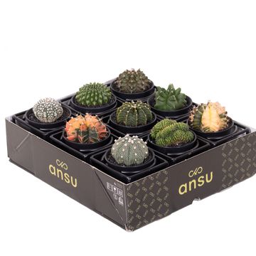 Cactus MIX