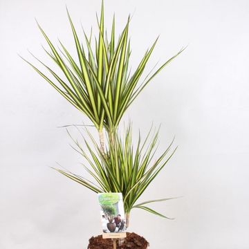 Dracaena marginata 'Sunray'