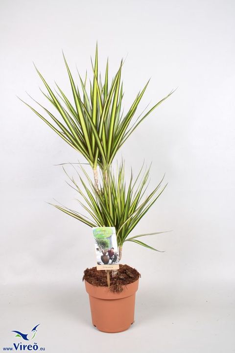 Dracaena marginata 'Sunray'