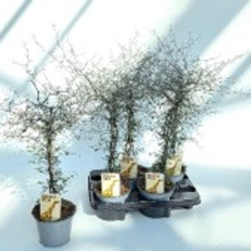 Corokia cotoneaster