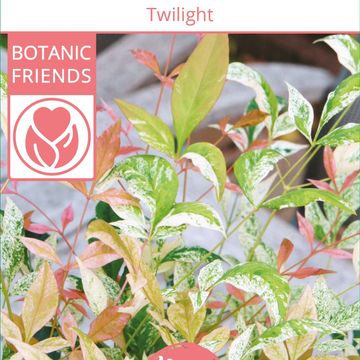 Nandina domestica 'Twilight'