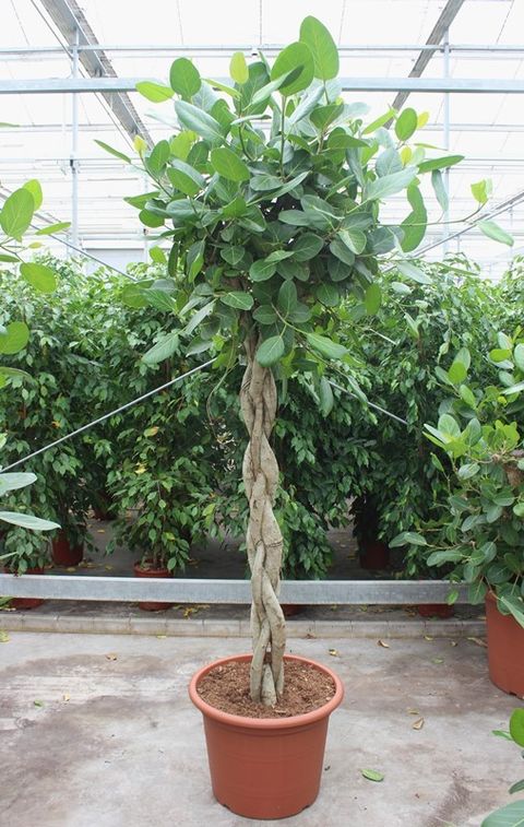 Ficus benghalensis