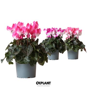 Cyclamen persicum INDIAKA MIX