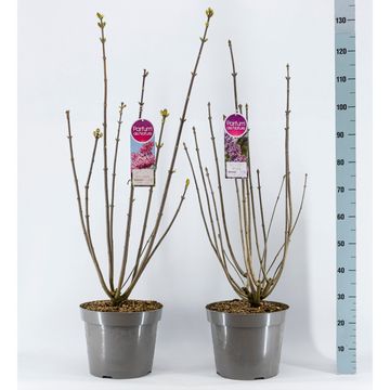 Syringa VILLOSAE MIX