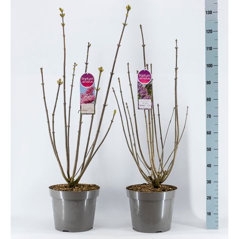 Syringa VILLOSAE MIX