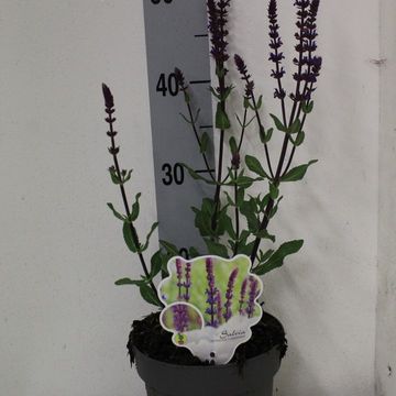 Salvia nemorosa 'Caradonna'