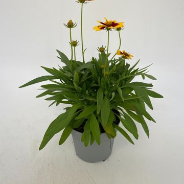 Coreopsis UPTICK GOLD & BRONZE