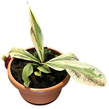 Nepenthes 'Viking' x Nepenthes ampullaria 'Variegata'