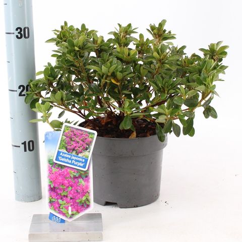 Rhododendron GEISHA PURPLE (AJ)