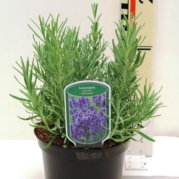 Lavandula angustifolia 'Munstead'