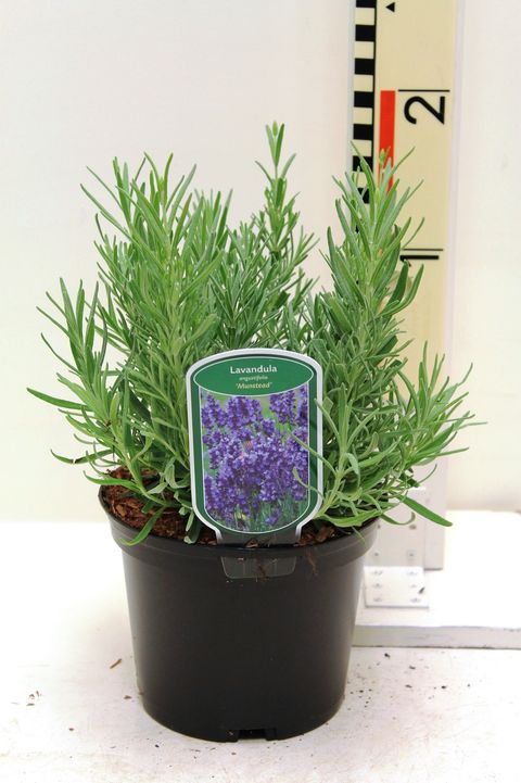 Lavandula angustifolia 'Munstead'