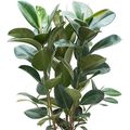 Ficus elastica 'Robusta'