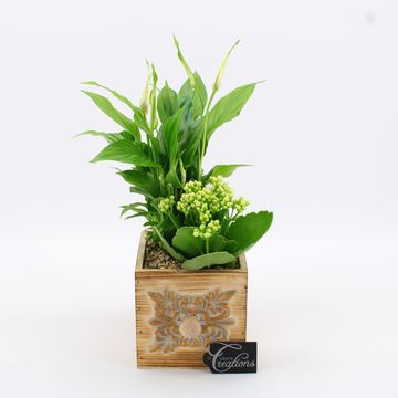 Arrangement Essentials