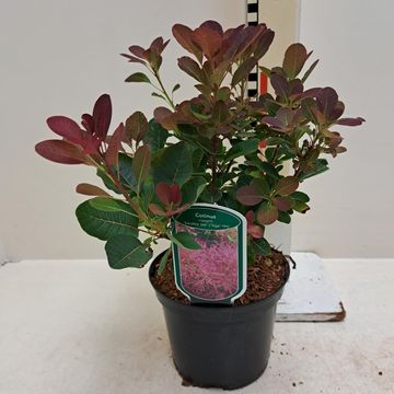 Cotinus coggygria SMOKEY JOE