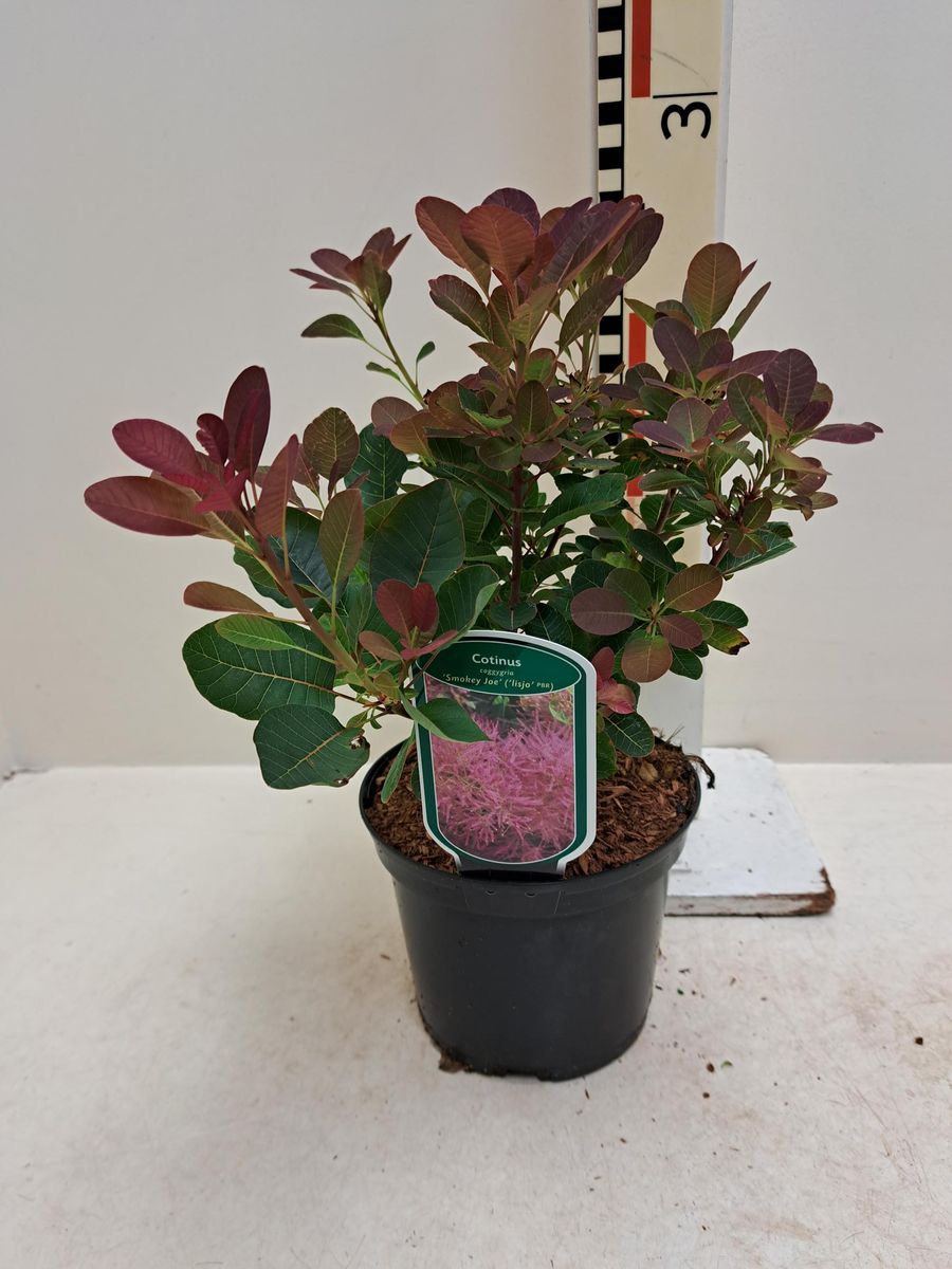 Cotinus coggygria SMOKEY JOE — Растения Оптовая FlorAccess