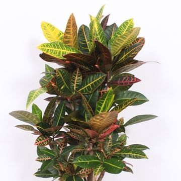 Codiaeum variegatum 'Petra'