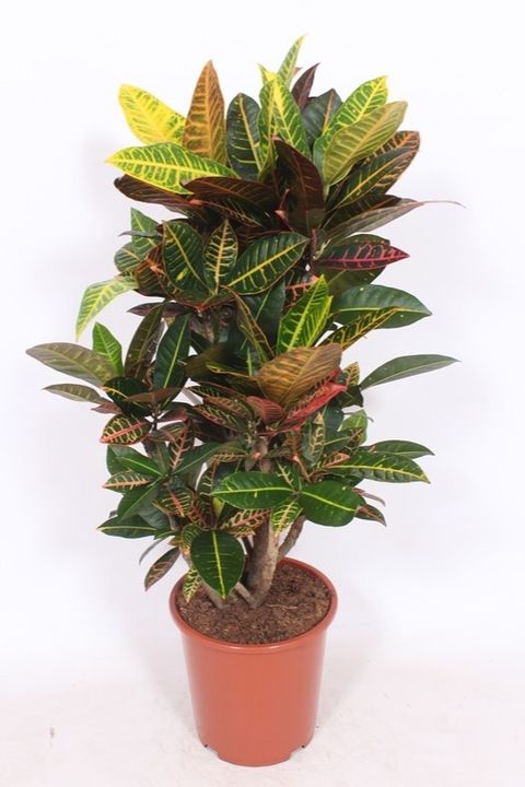 Codiaeum variegatum 'Petra'