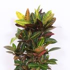 Codiaeum variegatum 'Petra'