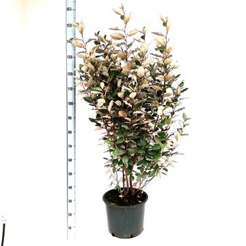 Elaeagnus x ebbingei 'Compacta'