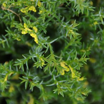 Chamaecyparis obtusa 'Saffron Spray'