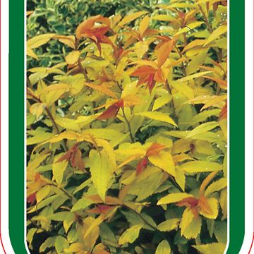 Спирея japonica 'Goldflame'