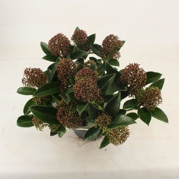 Skimmia japonica 'Fragrant Cloud'