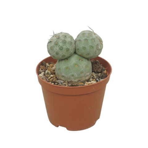 Tephrocactus geometricus