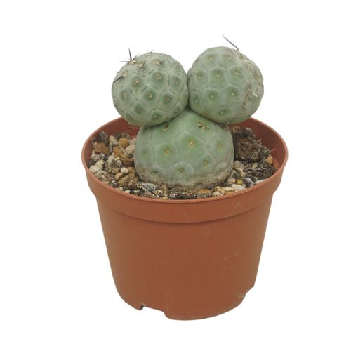 Tephrocactus geometricus