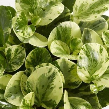Peperomia obtusifolia 'Green Gold'