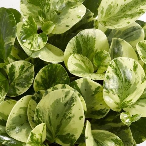 Peperomia obtusifolia 'Green Gold'