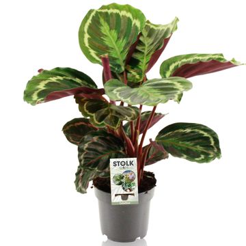 Calathea 'Medallion'