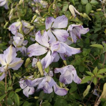 Clematis 'Caerulea Luxurians' (Vt)