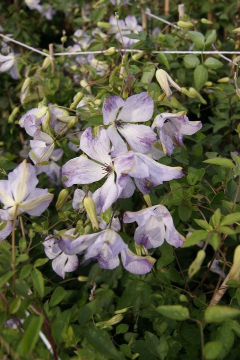 Clematis 'Caerulea Luxurians' (Vt)