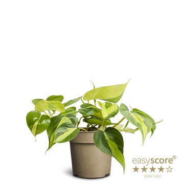 Philodendron scandens 'Brasil'