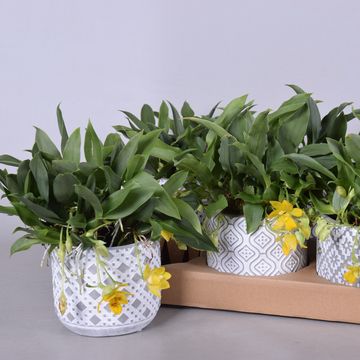 Promenaea 'Sunlight'