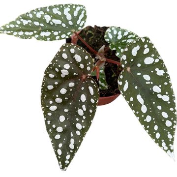 Begonia 'Sierra Mountain King'