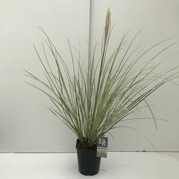 Cortaderia selloana MINISILVERPAMPAS