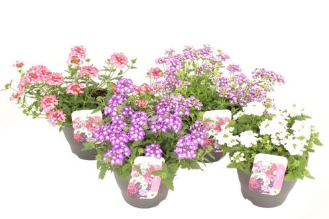 Verbena MIX
