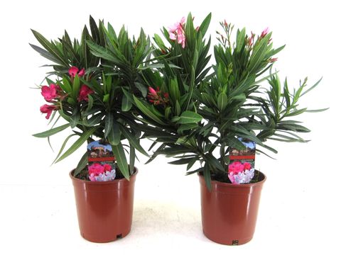 Nerium oleander