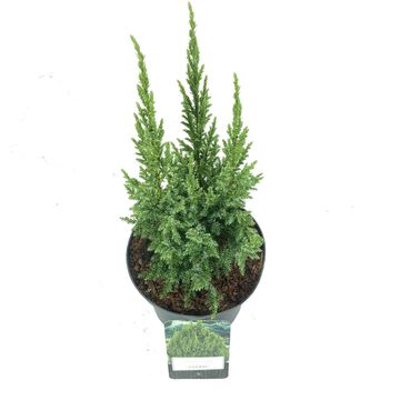 Juniperus pingii 'Loderi'