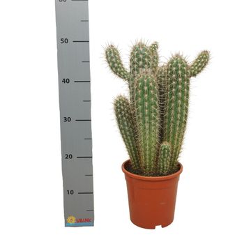 Pilosocereus gounellei