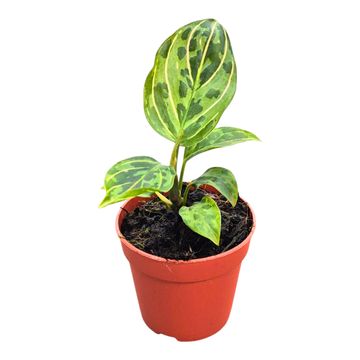 Aglaonema 'Red Amy'